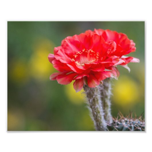 Duet van het vuurlicht foto afdruk (Voorkant)