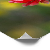 Duet van het vuurlicht poster (Hoek)