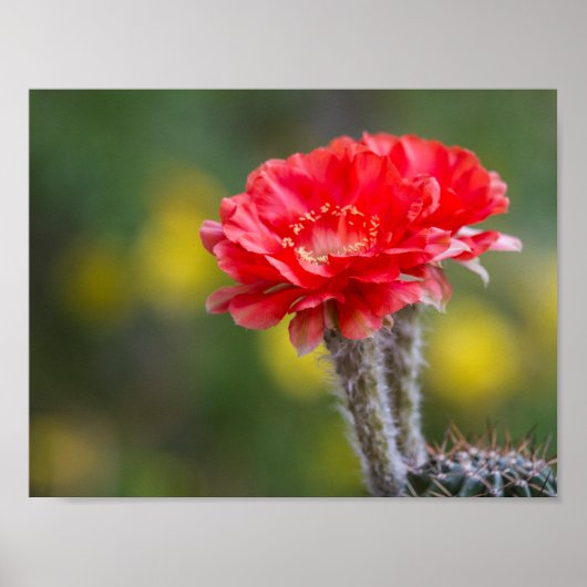 Duet van het vuurlicht poster (Voorkant)