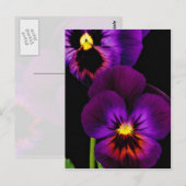 Duet van paarse pansieën, bloemen van de staat Was Briefkaart (Voorkant / Achterkant)