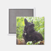 "Duide" Schots Terrier Magneet (Voorkant / Achterkant)