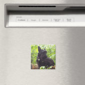 "Duide" Schots Terrier Magneet (Insitu (Vaatwasser))