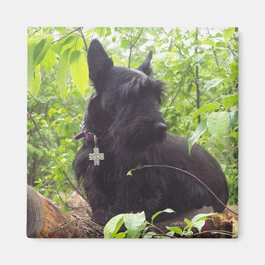 "Duide" Schots Terrier Magneet (Voorkant)