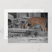 Duidelijk belangrijk briefkaart (Voorkant / Achterkant)