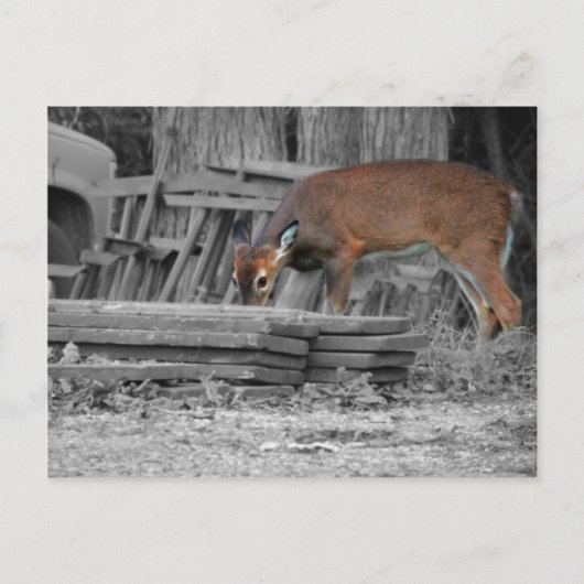 Duidelijk belangrijk briefkaart (Voorkant)