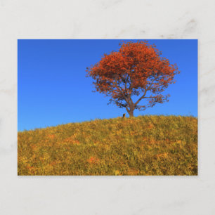 Duidelijk Briefkaart Autumn Day