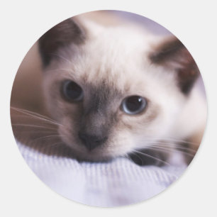 Duidelijk Schattigee Sticker