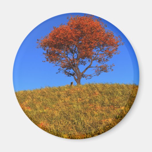 Duidelijke Autumn Day Magnet (Voorkant)