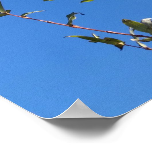 duidelijke hemel poster (Hoek)