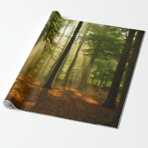 Duidelijke lichtstralen door het bos in cadeaupapier