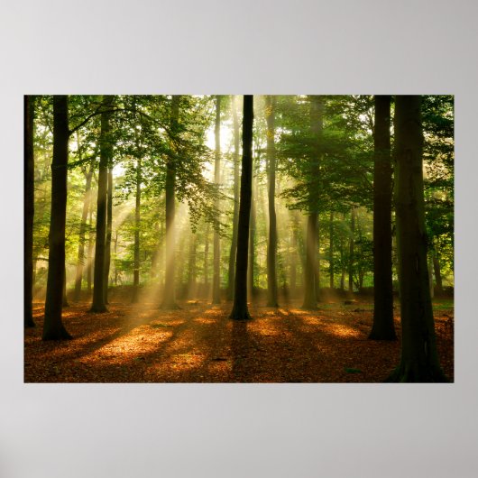 Duidelijke lichtstralen door het bos in poster (Voorkant)