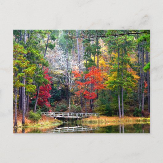 Duidelijke Springs - Homochitto National Forest Briefkaart (Voorkant)