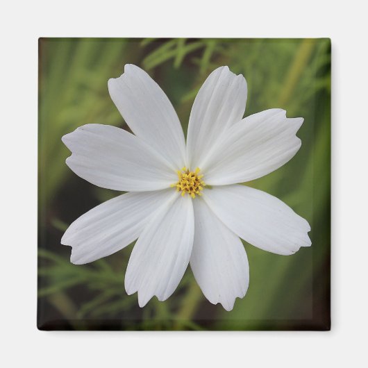 Duidelijke Witte Schoonheid Magneet (Voorkant)