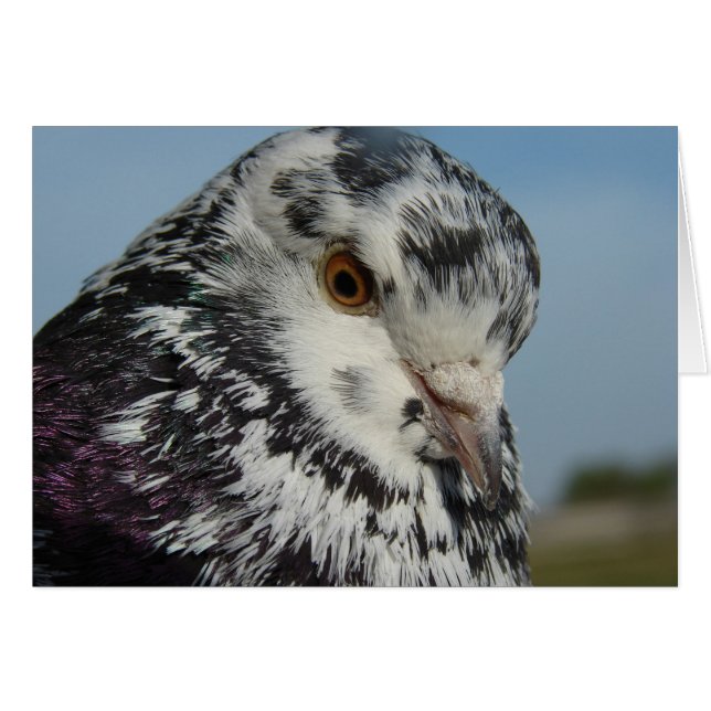 duif (Voorkant Horizontaal)