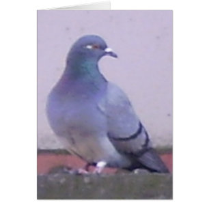 duif