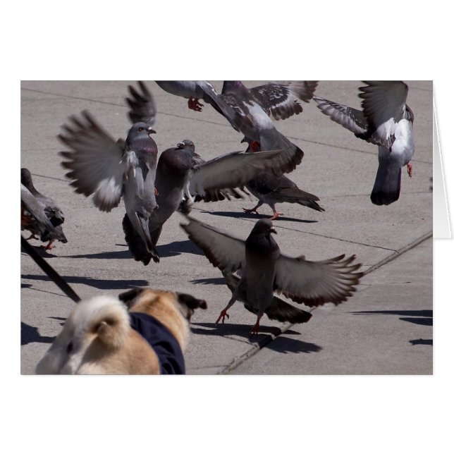 duif (Voorkant Horizontaal)