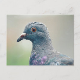 Duif bij het Window Briefkaart