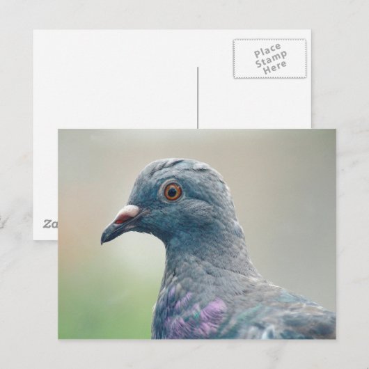 Duif bij het Window Briefkaart (Voorkant / Achterkant)