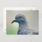 Duif bij het Window Briefkaart (Voorkant / Achterkant)