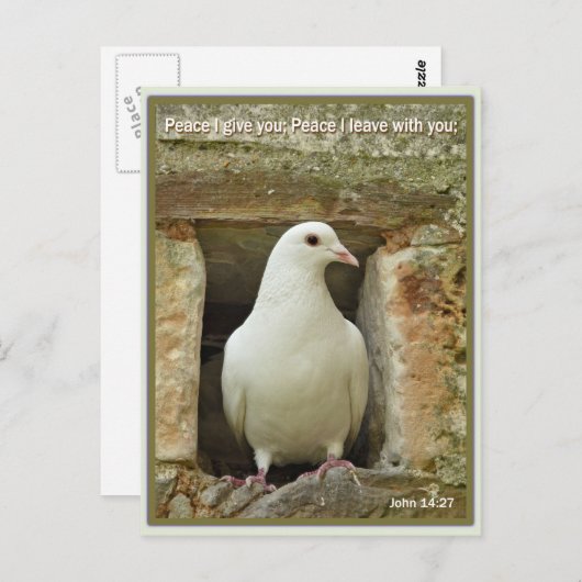 duif briefkaart (Voorkant / Achterkant)