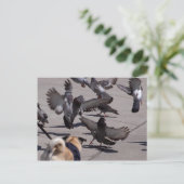 duif briefkaart (Staand voorkant)