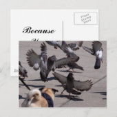 duif briefkaart (Voorkant / Achterkant)