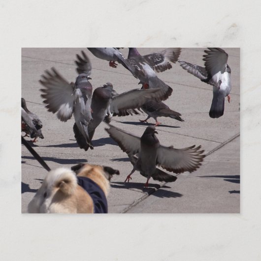 duif briefkaart (Voorkant)