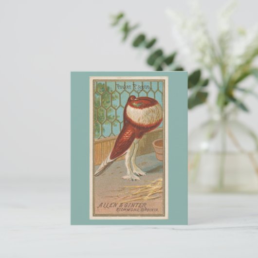 duif briefkaart (Staand voorkant)