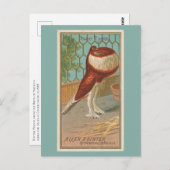 duif briefkaart (Voorkant / Achterkant)