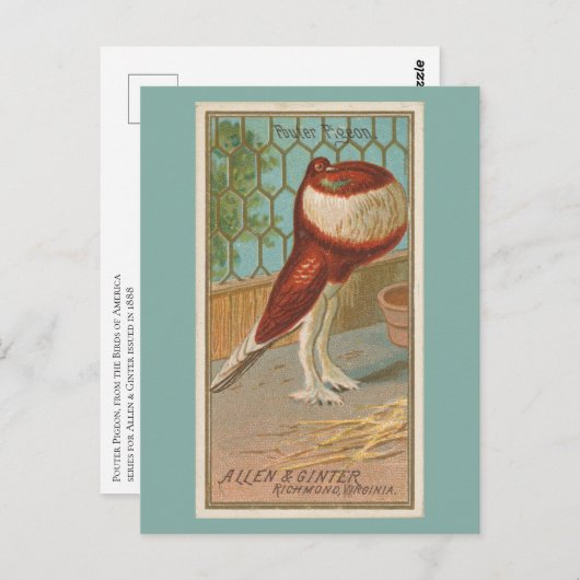 duif briefkaart (Voorkant / Achterkant)