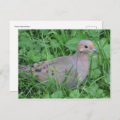 duif briefkaart (Voorkant / Achterkant)