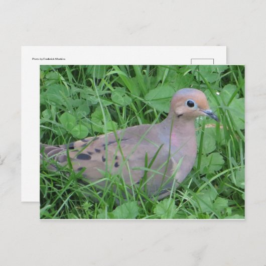 duif briefkaart (Voorkant / Achterkant)