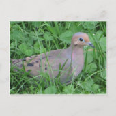 duif briefkaart (Voorkant)