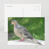 duif briefkaart (Voorkant / Achterkant)