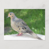 duif briefkaart (Voorkant)