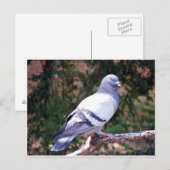  duif briefkaart (Voorkant / Achterkant)