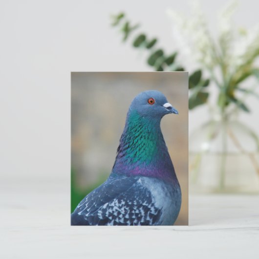 duif briefkaart (Staand voorkant)