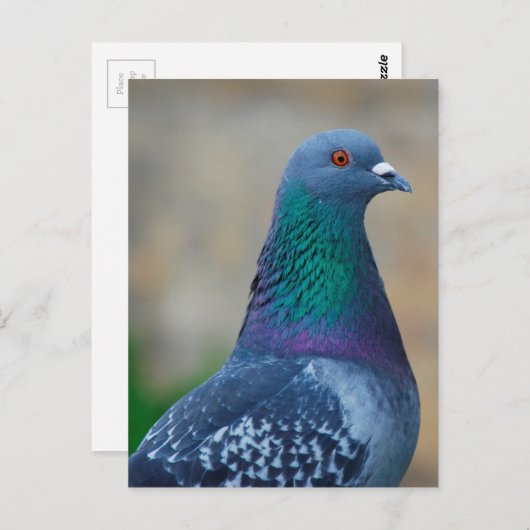 duif briefkaart (Voorkant / Achterkant)