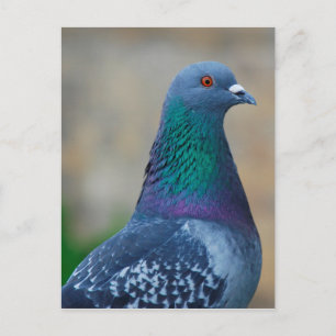 duif briefkaart