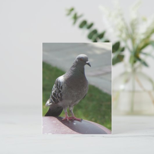 duif briefkaart (Staand voorkant)