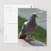 duif briefkaart (Voorkant / Achterkant)