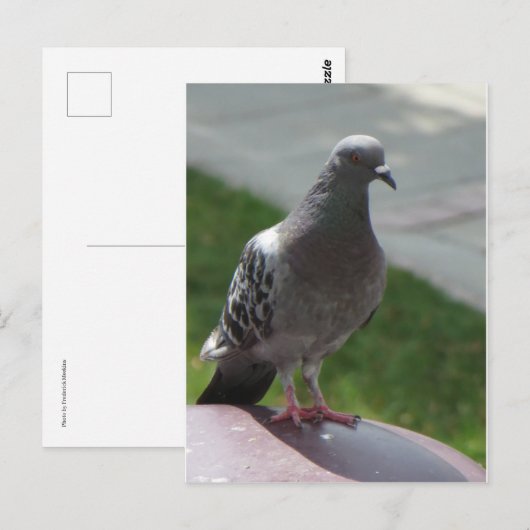 duif briefkaart (Voorkant / Achterkant)