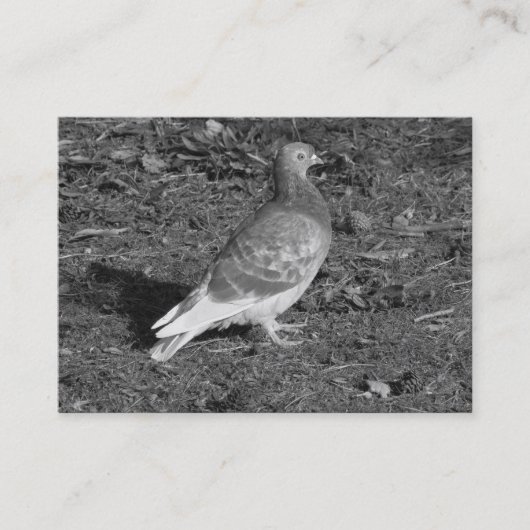 Duif BW Visitekaartje (Voorkant)