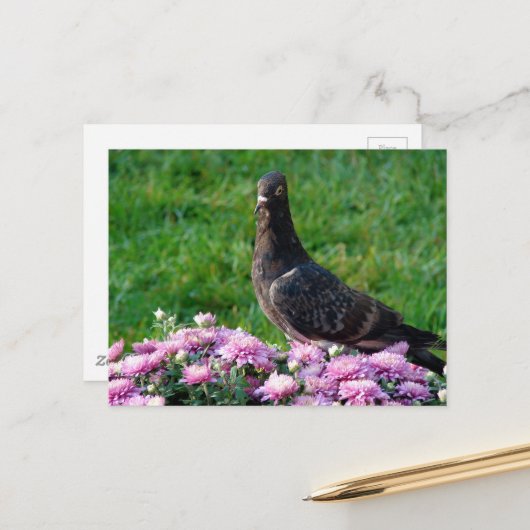 Duif en Mummies Briefkaart (Voorkant / Achterkant in situ)