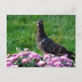 Duif en Mummies Briefkaart (Voorkant)