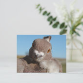 Duif genaamd meneer Duif Briefkaart (Staand voorkant)