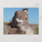 Duif genaamd meneer Duif Briefkaart (Voorkant)