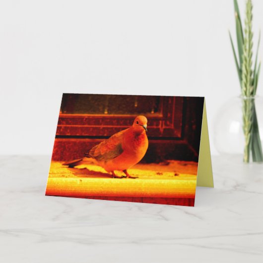  duif kaart (Voorkant)