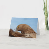 duif kaart (Voorkant)