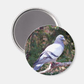 duif magneet (Voorkant / Achterkant)